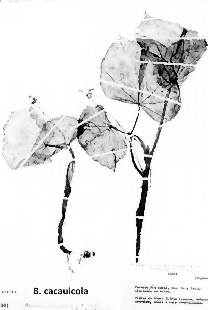 B. cacauicola